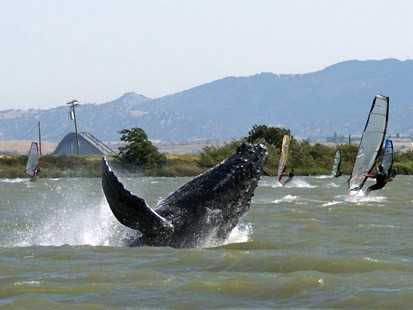 Rio Whale.jpg